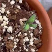 F3 Purple Auto Freak - Frumplepuff’s