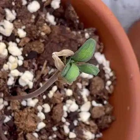 F3 Purple Auto Freak - Frumplepuff’s