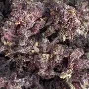 F2 Purple Auto Freak Hunt 400+seeds