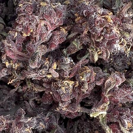 F2 Purple Auto Freak Hunt 400+seeds