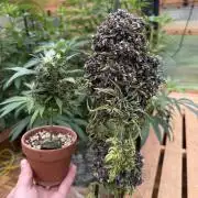 F2 Purple Auto Freak Hunt 400+seeds