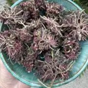 F2 Purple Auto Freak Hunt 400+seeds