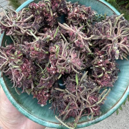 F2 Purple Auto Freak Hunt 400+seeds