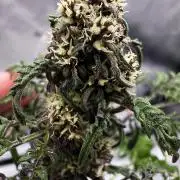 F2 Purple Auto Freak Hunt 400+seeds