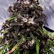 F2 Purple Auto Freak Hunt 400+seeds