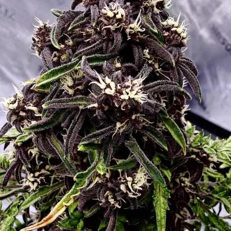 F2 Purple Auto Freak Hunt 400+seeds