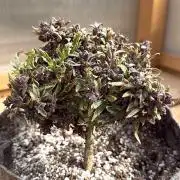 F2 Purple Auto Freak Hunt 400+seeds