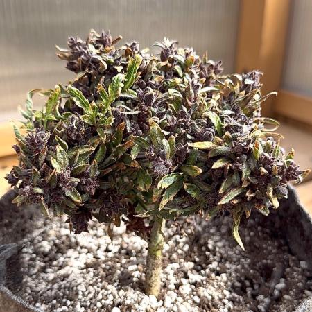 F2 Purple Auto Freak Hunt 400+seeds