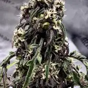 F2 Purple Auto Freak Hunt 400+seeds