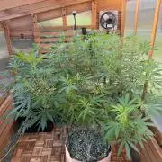 Alladin Kush
