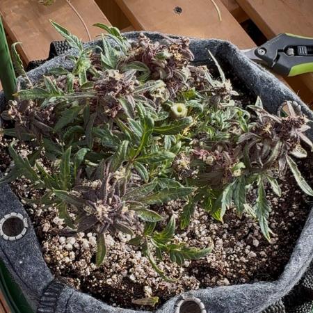F2 Purple Auto Freak Hunt 400+seeds