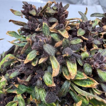 F2 Purple Auto Freak Hunt 400+seeds