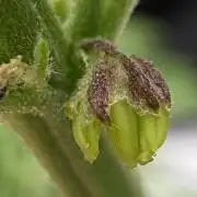 F2 Purple Auto Freak Hunt 400+seeds
