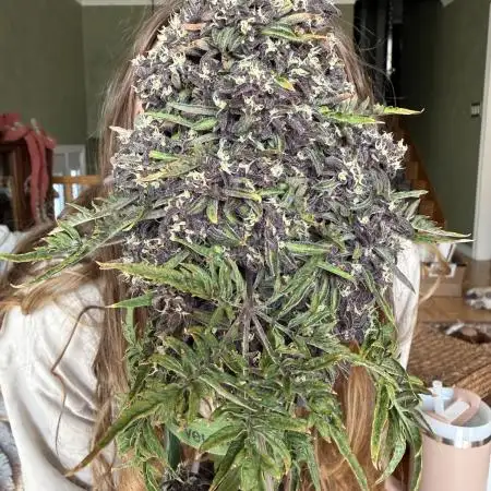 F2 Purple Auto Freak Hunt 400+seeds