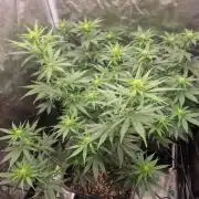 DozyDon