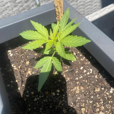Mélange de variété en extérieur