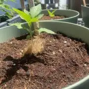 Critical + O.G Kush