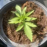 Royal AK Auto