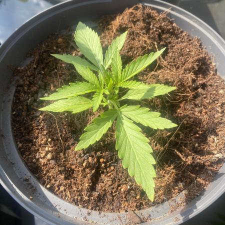 Royal AK Auto