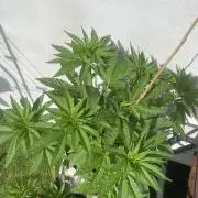 Critical + O.G Kush