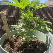 Critical + O.G Kush