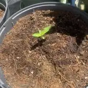 Royal AK Auto