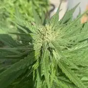 Mélange de variété en extérieur