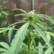 Royal AK Auto