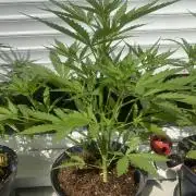 Royal AK Auto