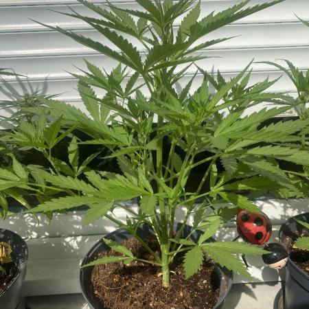 Royal AK Auto