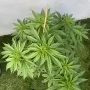 Critical + O.G Kush