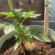 Critical + O.G Kush