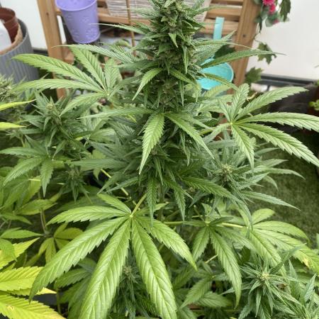 Mélange de variété en extérieur