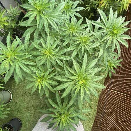 Critical + O.G Kush