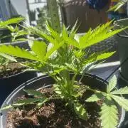 Royal AK Auto