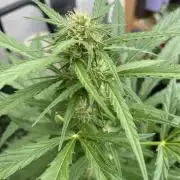 Royal AK Auto