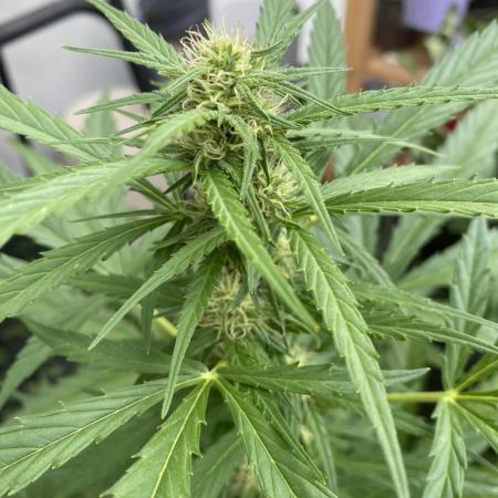 Royal AK Auto
