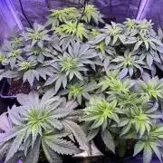 Gelato #45