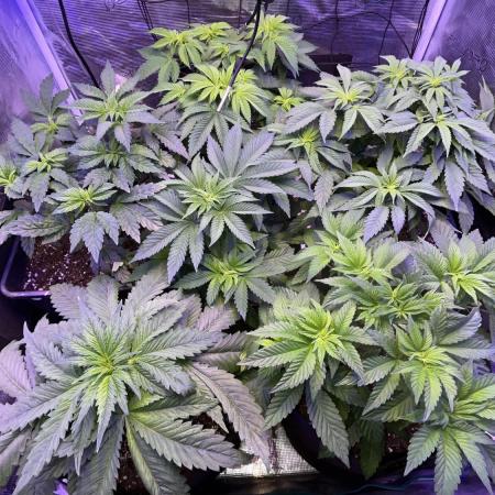 Gelato #45