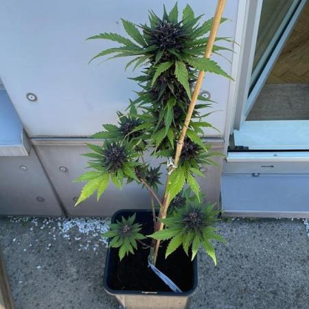 Blackberry Auto - Summer 25