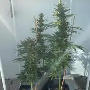 Banana Kush Cake Auto - Summer 25
