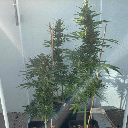Banana Kush Cake Auto - Summer 25