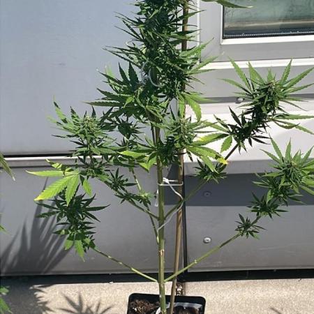 Super Skunk Auto - Summer 25