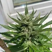 Banana Kush Cake auto - Test Summer 25