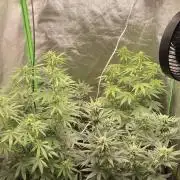 Grow1