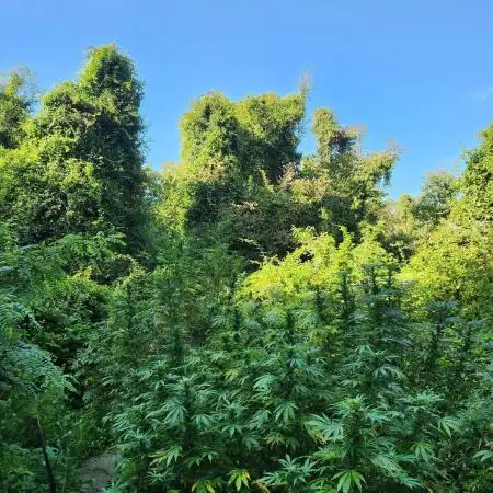 Guerilla grow