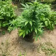 auto white widow (Pyramid seeds) 2026