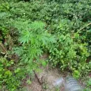 Guerilla grow
