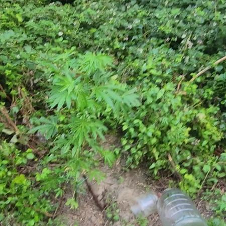 Guerilla grow