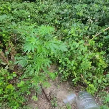 Guerilla grow